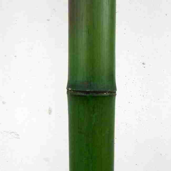 Ствол из натурального бамбука d 60-70мм L=3м